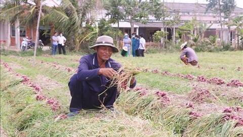Liên kết tiêu thụ hành tím Vĩnh Châu