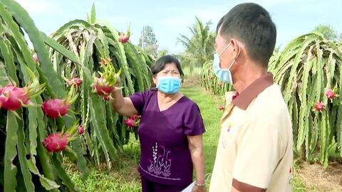 Người phụ nữ có biệt tài chế thanh long thành mứt, rượu, tương, sáng kiến đoạt giải Nhất