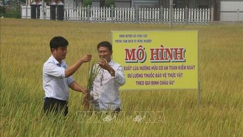 Tiền Giang trồng lúa hữu cơ theo quy định châu Âu
