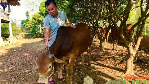 Lão nông vùng cao thu nhập tốt nhờ nuôi bò sinh sản kết hợp vỗ béo