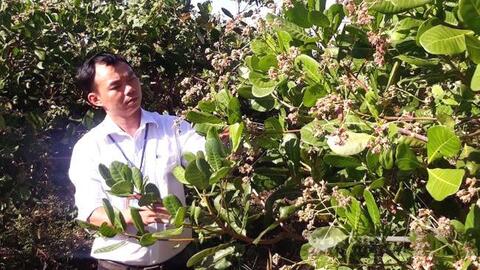 Bình Phước: Tại sao nông dân trồng điều phải xử lý cho cây rụng lá, giữ lại lá khô làm gì?