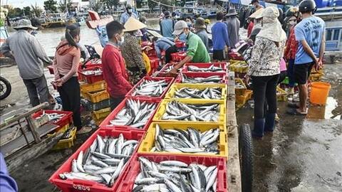 Bình Thuận khai thác tiềm năng, phát triển bền vững nghề cá