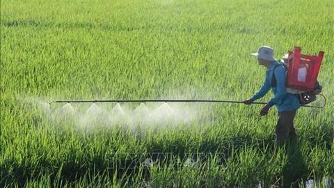 Sử dụng phân hữu cơ giảm chi phí sản xuất lúa trên 4,5 triệu đồng/ha ở Trà Vinh
