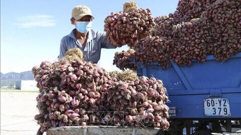 Nông dân Ninh Thuận phấn khởi khi hành tím được giá cao