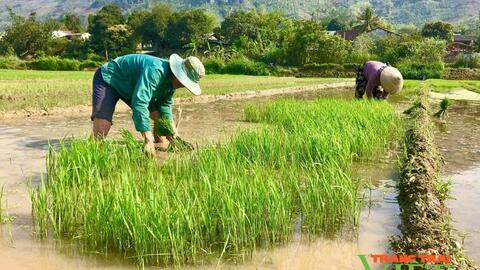 Mường La nhiều giải pháp hữu hiệu phát triển kinh tế