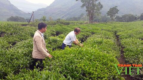 Tam Đường: Người trồng chè thích ứng với giá phân bón tăng cao