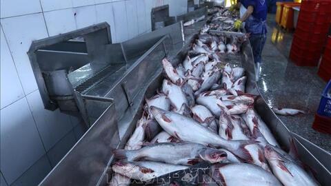 Giá cá tra tăng lên mức 30.000 đồng/kg, mỗi kilogam nông dân lãi 5.000 đồng