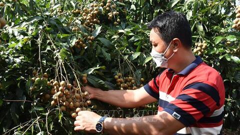 Hiệu quả kinh tế nhờ xử lý nhãn chín sớm ở Xuyên Mộc
