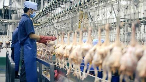 TP Hồ Chí Minh: Đầu tư 2 dự án giết mổ gia cầm công nghệ cao