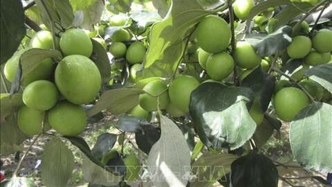 Táo Ninh Thuận được giá cao