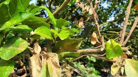 Rệp tấn công khiến vùng bưởi lớn nhất Bà Rịa-Vũng Tàu thiệt hại nặng