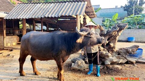 Làm nghề “lái trâu”, một ông nông dân ở Lai Châu giàu lên trông thấy