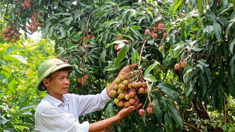 Bắc Giang: Vải cực sớm có giá 30-35 nghìn đồng/kg, thương lái xếp hàng mua tấp nập