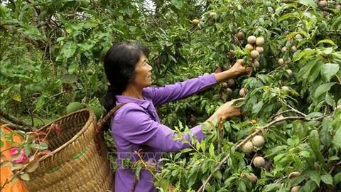Lào Cai khai thác lợi thế phát triển nông nghiệp hàng hóa