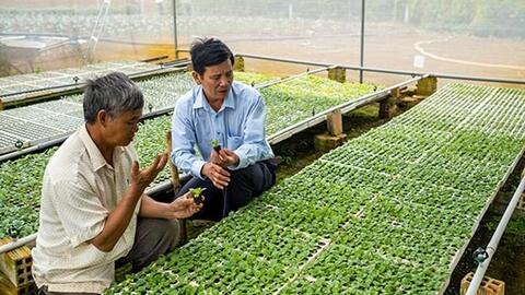 Hiệu quả từ Dự án rau an toàn Bình Định