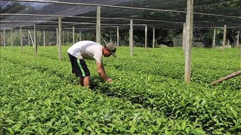 Yên Bái phát triển cây quế bền vững