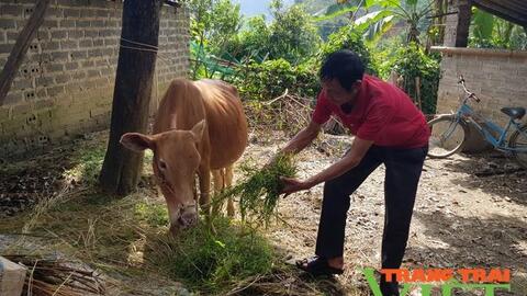 Nông dân Mường Nhé vượt khó từ nguồn tín dụng chính sách