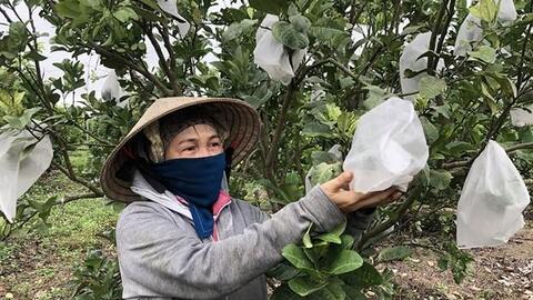 Hướng đi mới cho phát triển cây ăn quả