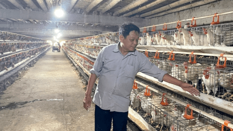 Thanh Hóa: Chuyển đổi phương thức sản xuất trong chăn nuôi