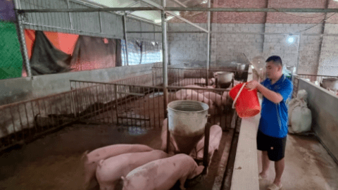 Nhiều dịch bệnh tái phát, sẽ xử phạt hộ không chịu tiêm phòng