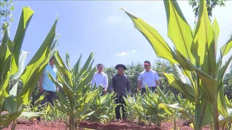 "Lấy ngắn nuôi dài" - phương pháp giúp nông dân Bình Phước cải thiện thu nhập