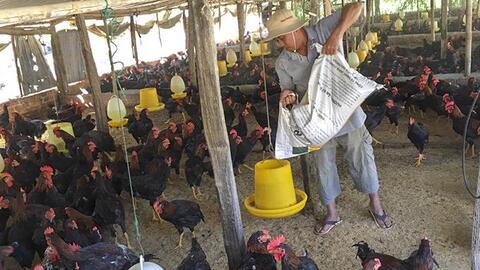 Toàn tỉnh Khánh Hòa có 404 trang trại chăn nuôi gia súc, gia cầm