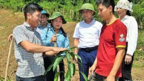 Hỗ trợ 400 giống cây ăn quả tại xã Xiêng My (Tương Dương)
