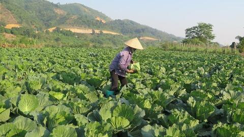 "Đôi cánh" cho phát triển nông nghiệp hàng hóa Lào Cai