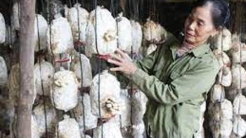 Vĩnh Phúc nhiều tiềm năng phát triển nấm ăn, nấm dược liệu