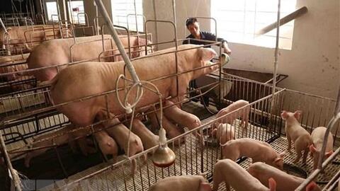Trợ lực giúp ngành chăn nuôi của tỉnh Đồng Nai tăng tốc