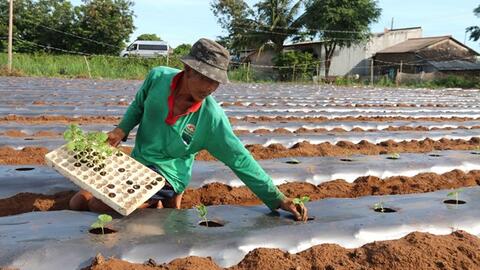Trà Vinh khuyến khích nông dân giảm lúa vụ 3