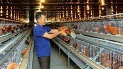 Trà Vinh hỗ trợ nông dân phòng bệnh đàn gia cầm mùa khô