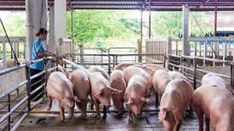 Giá sản phẩm chăn nuôi (giá tại trại) cả nước ngày 28/03/2023