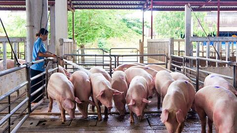 Giá sản phẩm chăn nuôi (giá tại trại) cả nước ngày 13/06/2023
