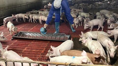 Mô hình chăn nuôi sạch thu lãi trên 1 tỷ đồng mỗi năm