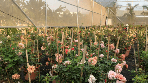 "Góc khuất" chuyển đổi số nông nghiệp: Hợp tác xã, doanh nghiệp nông nghiệp khó chồng khó (Bài 4)