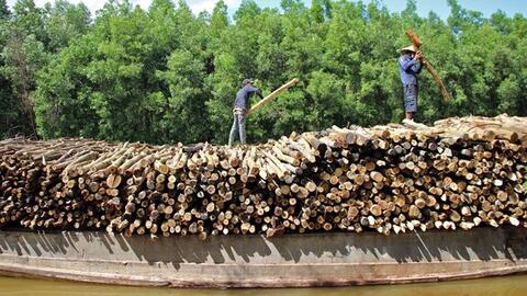 Cà Mau cải thiện chất lượng cây giống để phát triển kinh tế lâm nghiệp