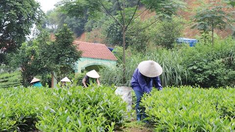 Phú Lương phát huy thế mạnh nông lâm nghiệp