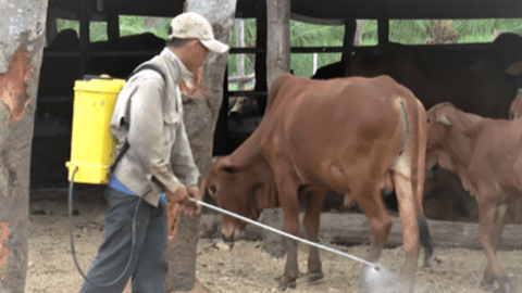 Ninh Thuận chủ động ngăn chặn dịch bệnh gia súc, gia cầm và thủy sản