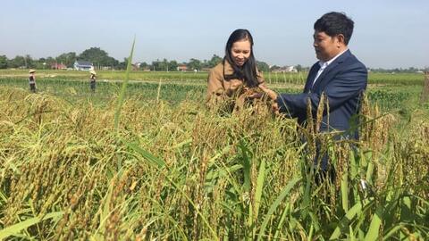 Phụ nữ vùng cao khởi nghiệp từ giống lúa nếp quý bản địa