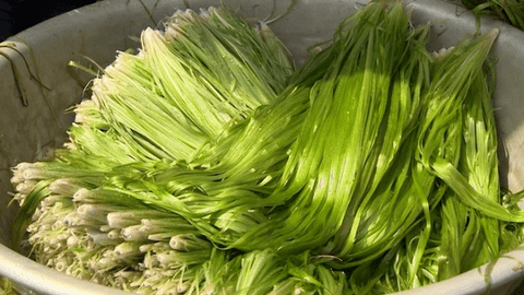 Loại rau trước nhổ vứt đi, ai ngờ ngày nay ví như "lộc trời" giá 200.000 đồng/kg
