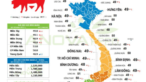 Giá lợn hơi toàn quốc nhuộm sắc đỏ, giảm mạnh đồng loạt