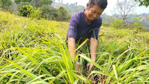 Nậm Pồ: Nỗ lực nâng cao giá trị nông sản của địa phương