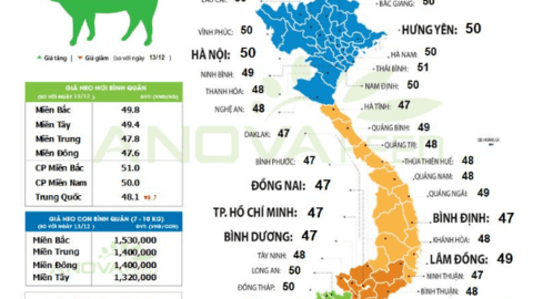 Giá lợn hơi khởi sắc, miền Bắc nhỉnh hơn miền Nam 2 giá