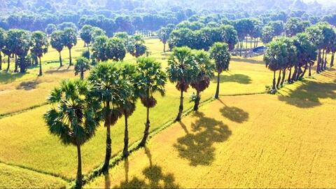 An Giang xây dựng thương hiệu thốt nốt hữu cơ tăng thu nhập cho nông dân