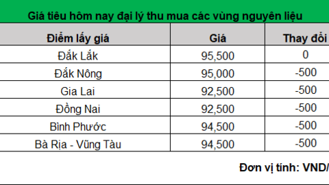 Giá tiêu hôm nay lại giảm đồng loạt, chỉ 1 tỉnh giữ giá cao