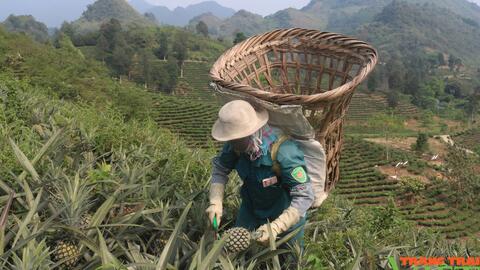 Dứa được giá, nông dân vùng biên Lào Cai phấn khởi