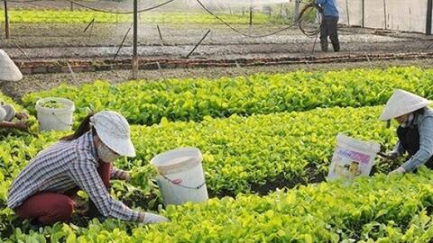 Phấn đấu mỗi hợp tác xã đạt doanh thu bình quân 2,7 tỷ đồng/năm