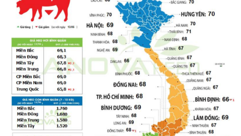 Giá lợn hơi giảm, lợn đẹp vẫn được giao dịch ở mức cao, người nuôi lợn nhỏ lẻ bắt đầu lo về tương lai