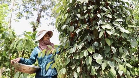 Giá tiêu vẫn tăng, đang ở mức cao kỷ lục, nông dân có lãi trên 500 triệu đồng/ha